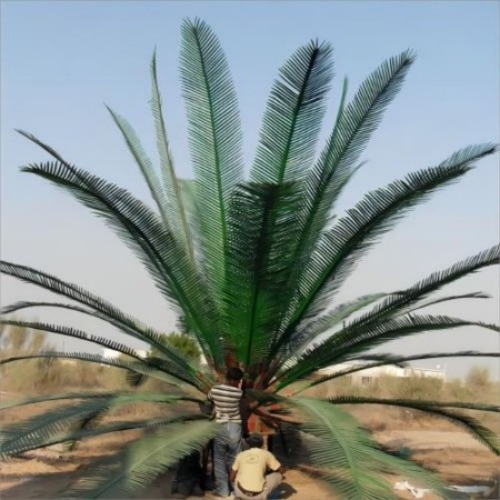 palm tree foliage